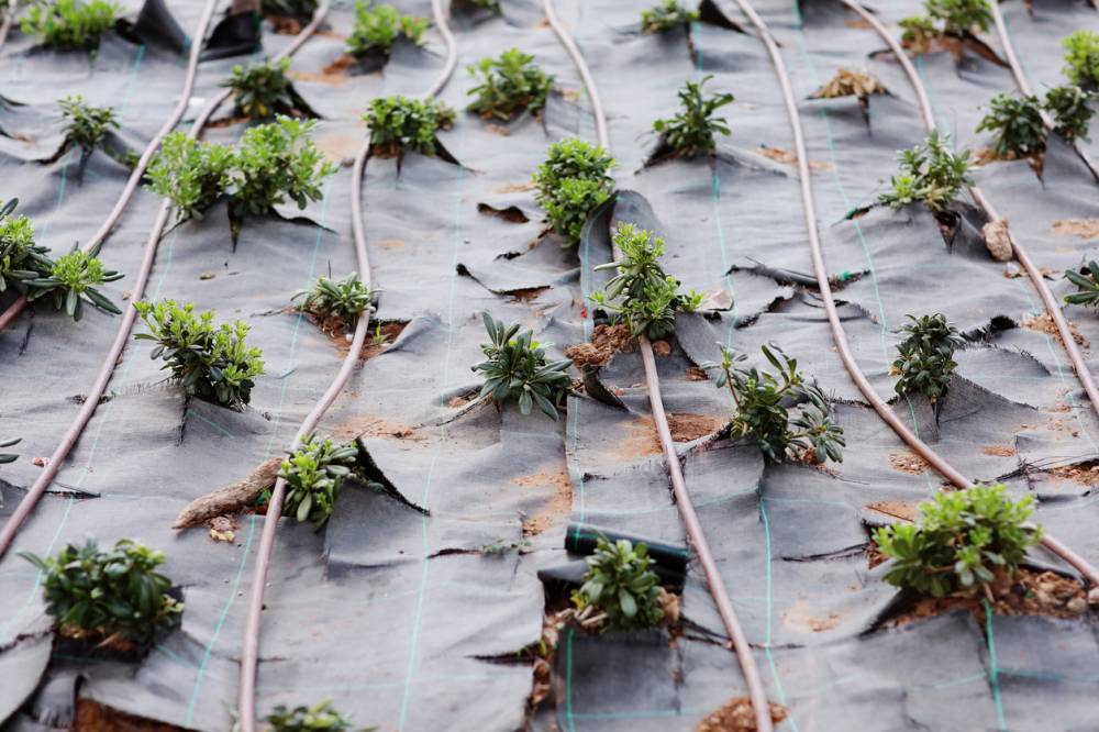 toile de paillage géotextile